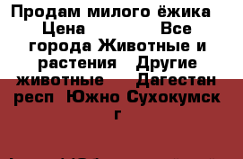 Продам милого ёжика › Цена ­ 10 000 - Все города Животные и растения » Другие животные   . Дагестан респ.,Южно-Сухокумск г.